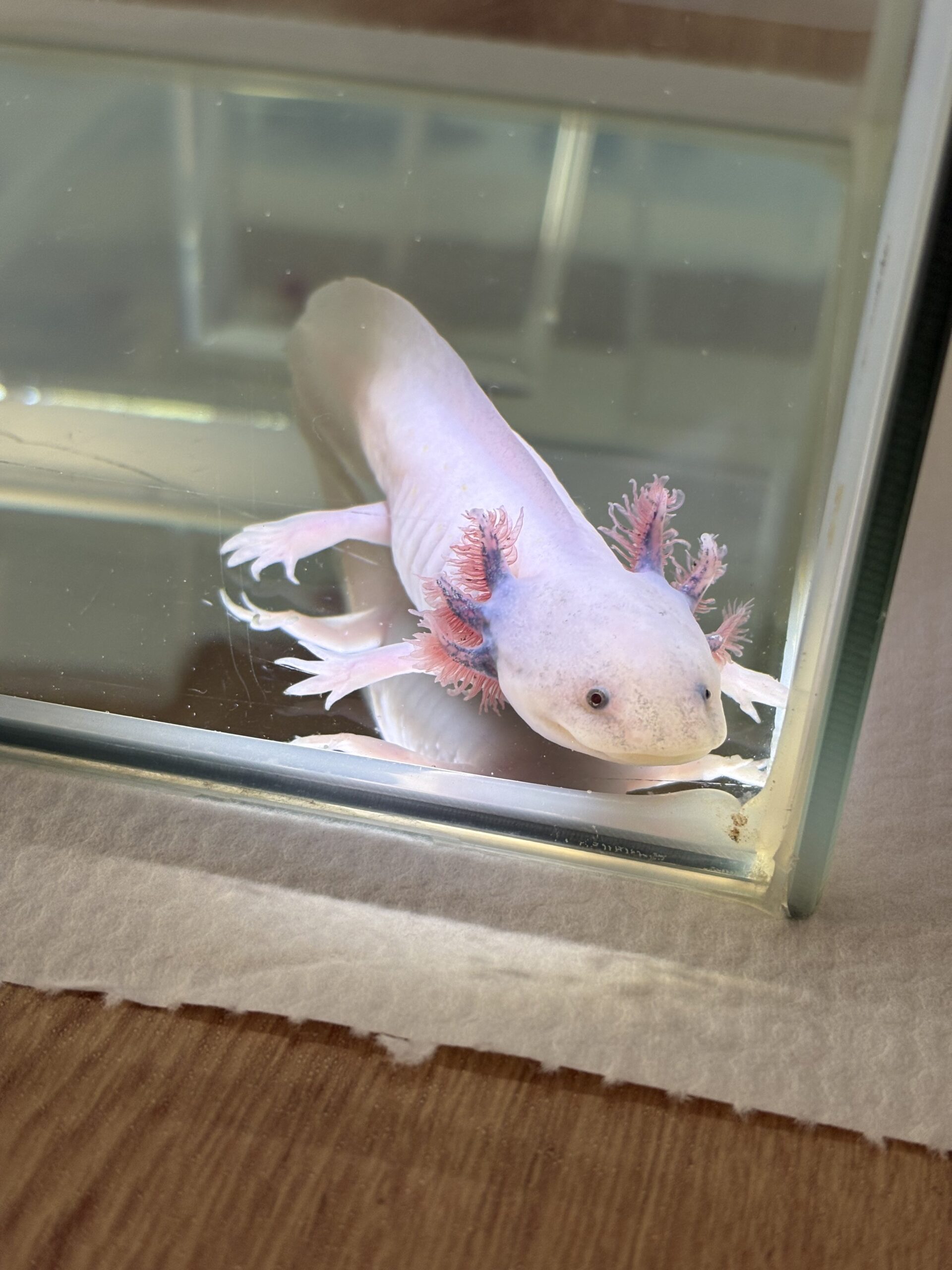 Axolotl Nachzuchten