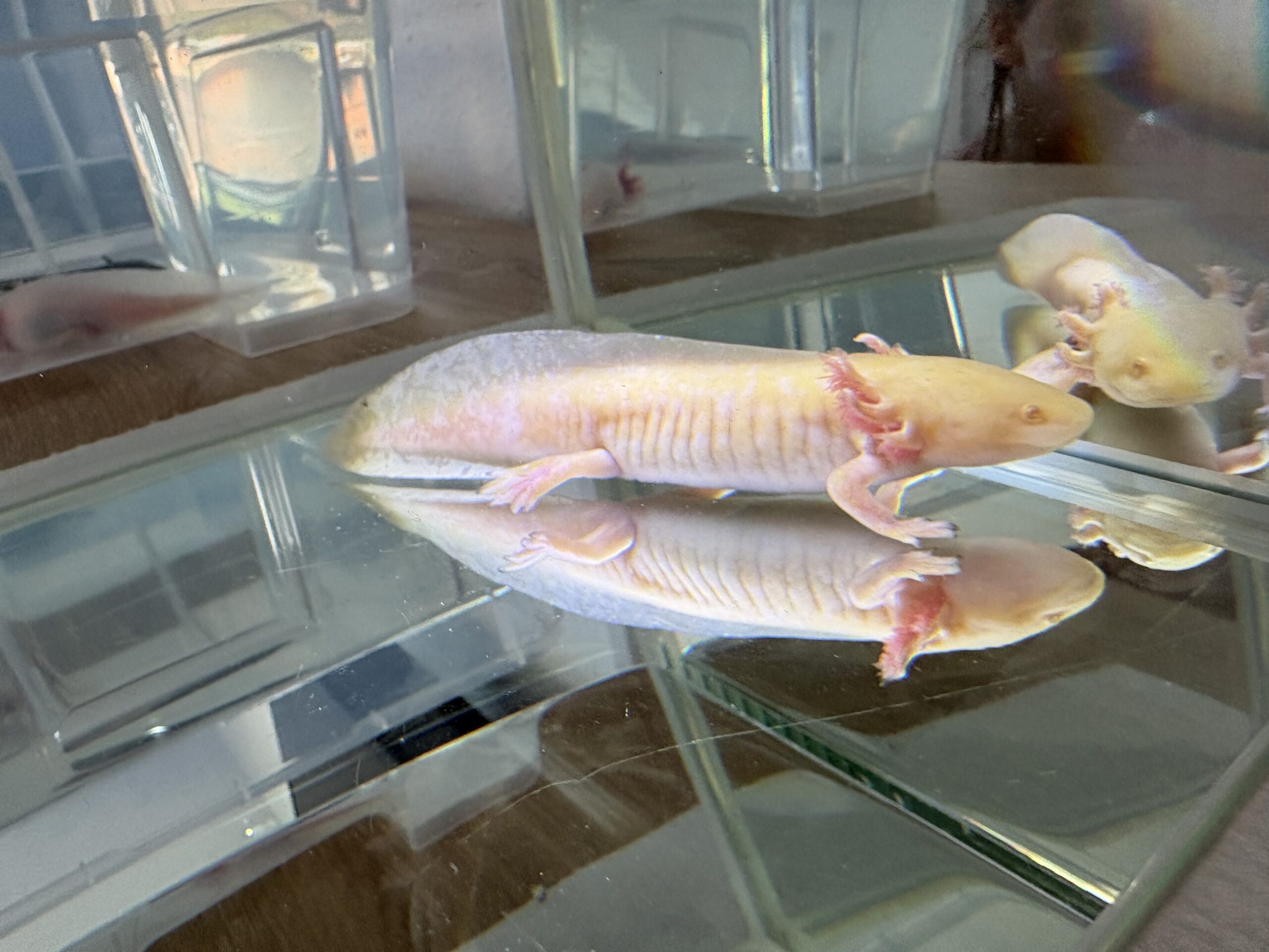 Axolotl Nachzuchten