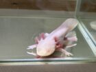 Axolotl Nachzuchten