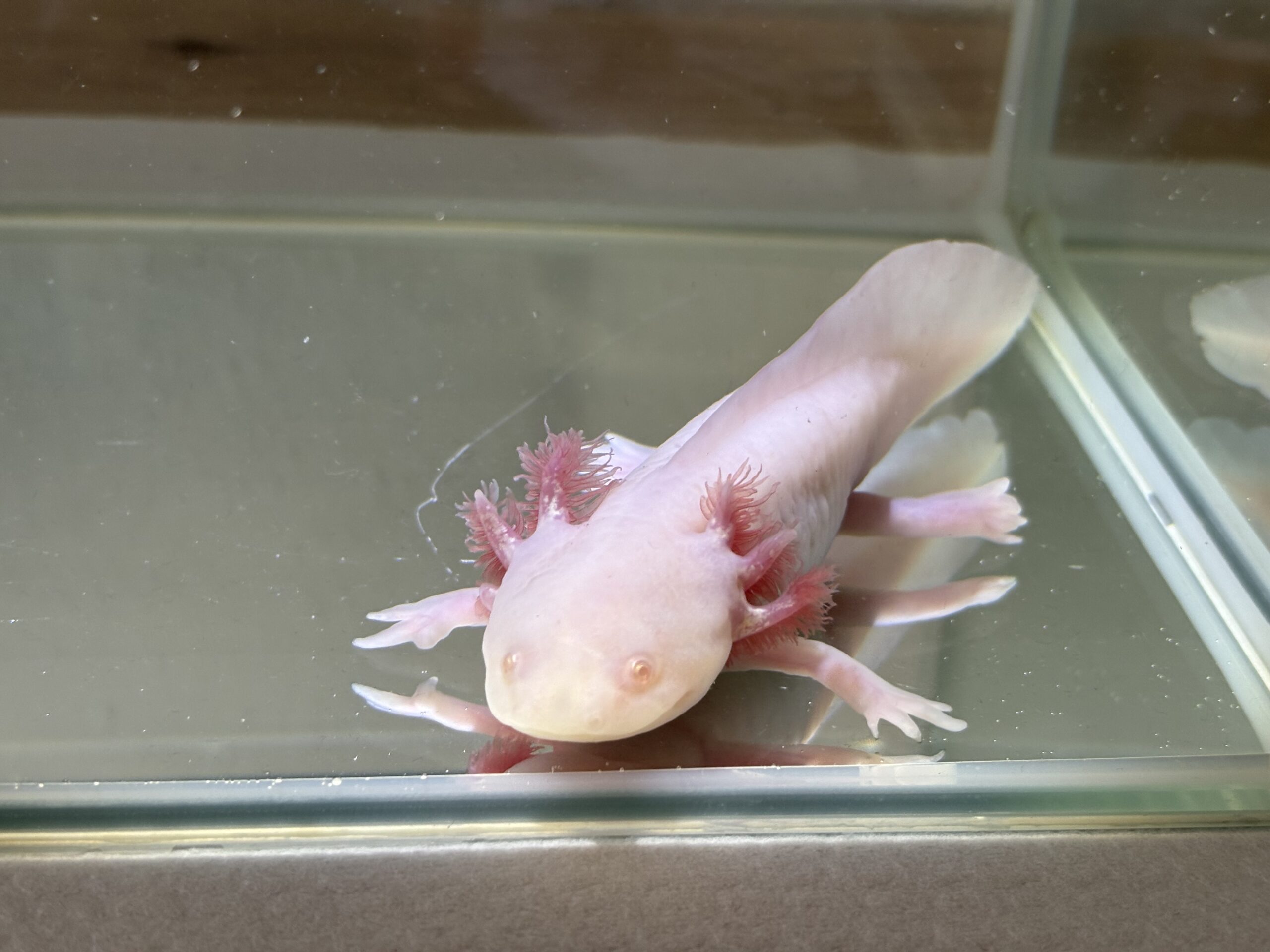 Axolotl Nachzuchten
