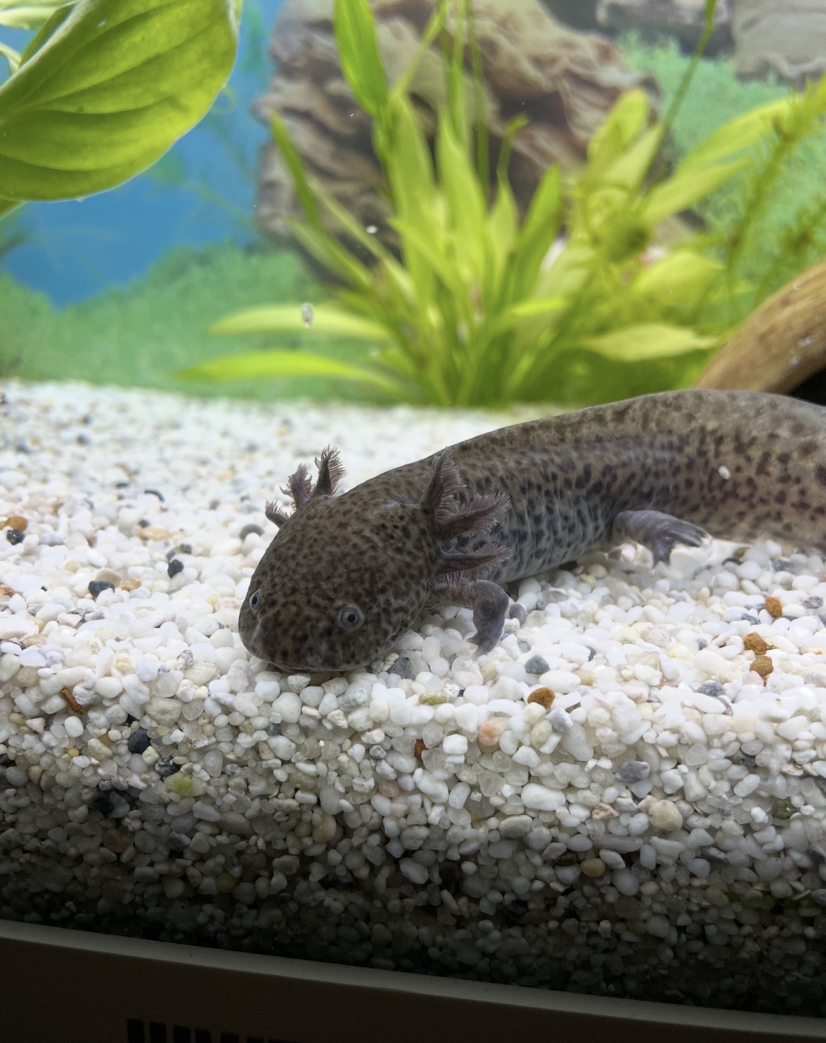 Zwei Axolotl suchen neues artgerechtes Zuhause