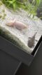 Zwei Axolotl suchen neues artgerechtes Zuhause