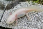 Zwei Axolotl suchen neues artgerechtes Zuhause