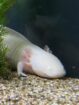 3 erwachsene Axolotl umzugsbedingt abzugeben