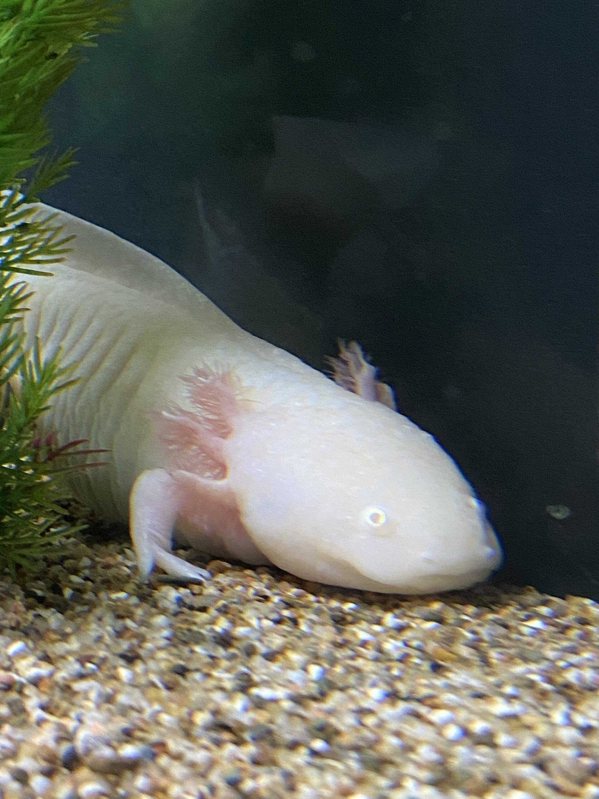 3 erwachsene Axolotl umzugsbedingt abzugeben