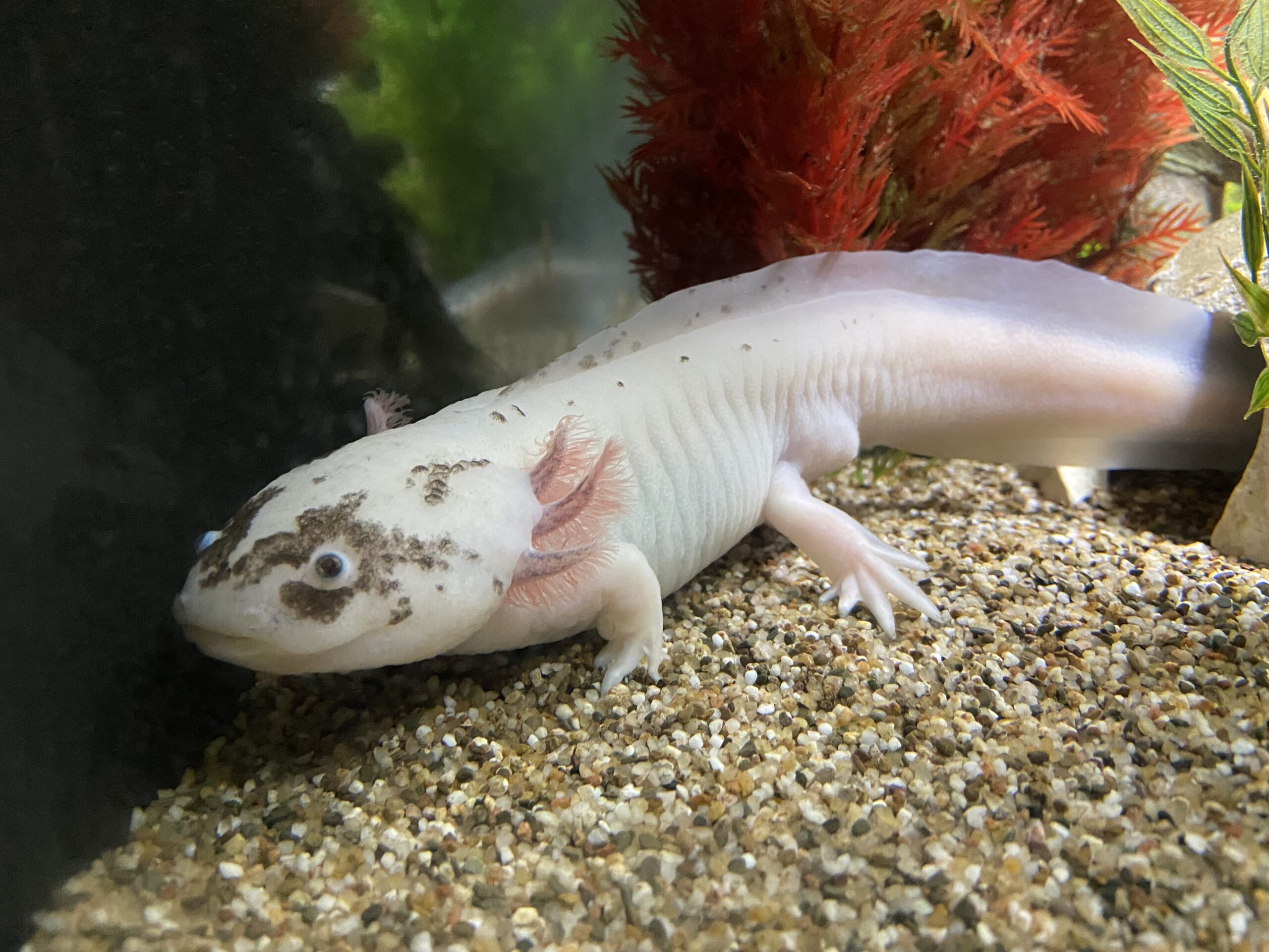 3 erwachsene Axolotl umzugsbedingt abzugeben