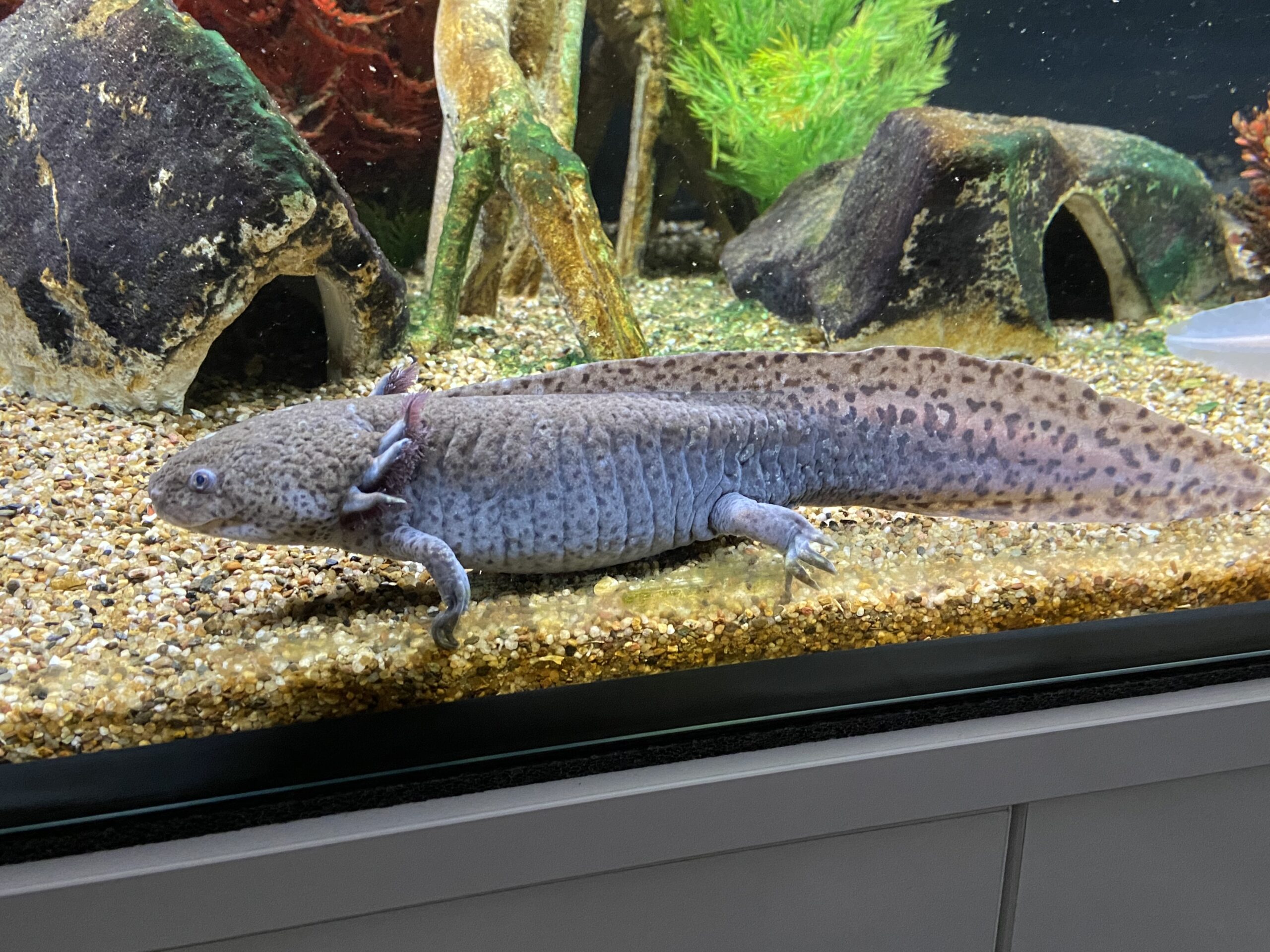 3 erwachsene Axolotl umzugsbedingt abzugeben