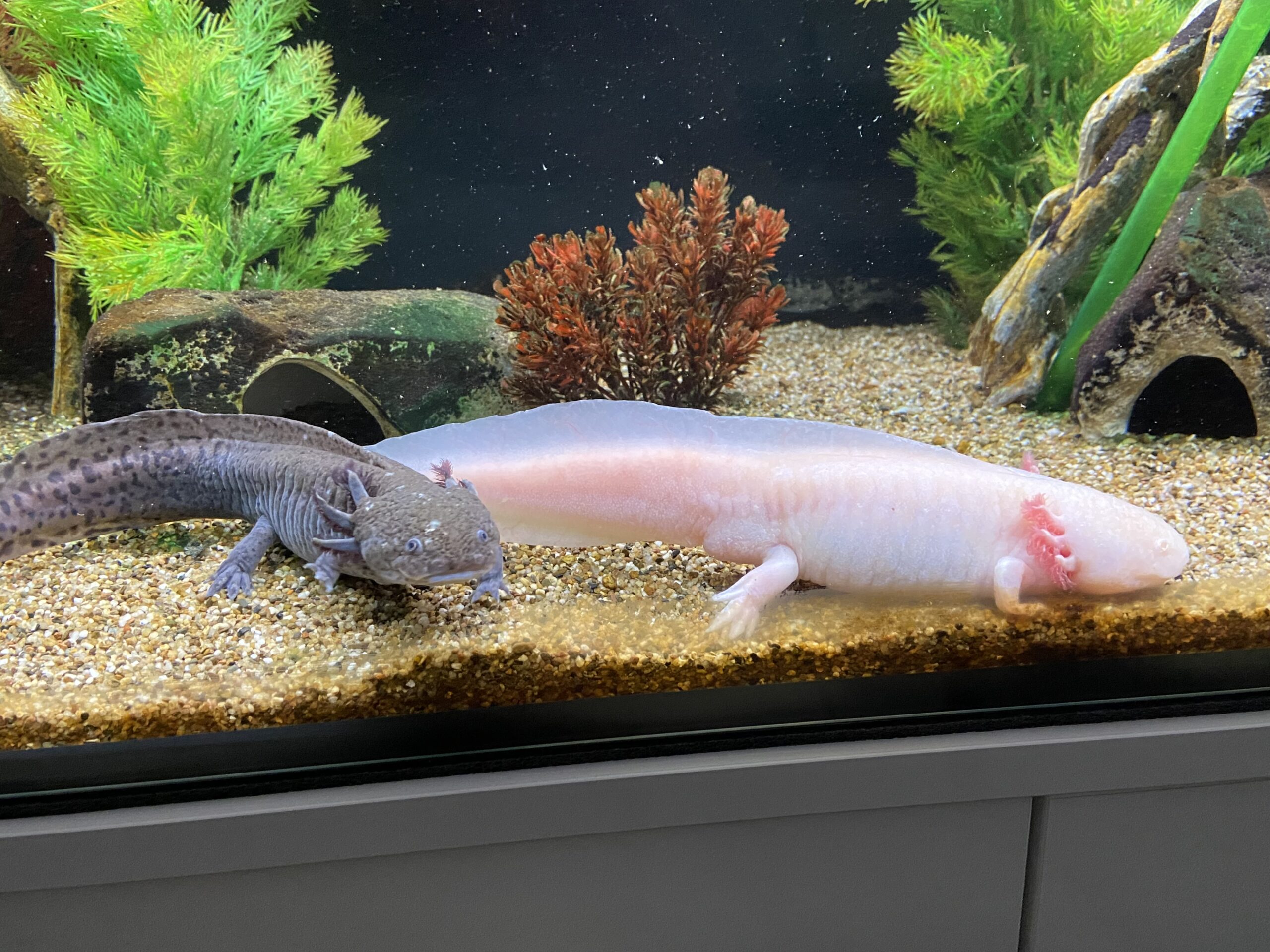 3 erwachsene Axolotl umzugsbedingt abzugeben