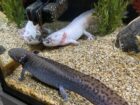 3 erwachsene Axolotl umzugsbedingt abzugeben