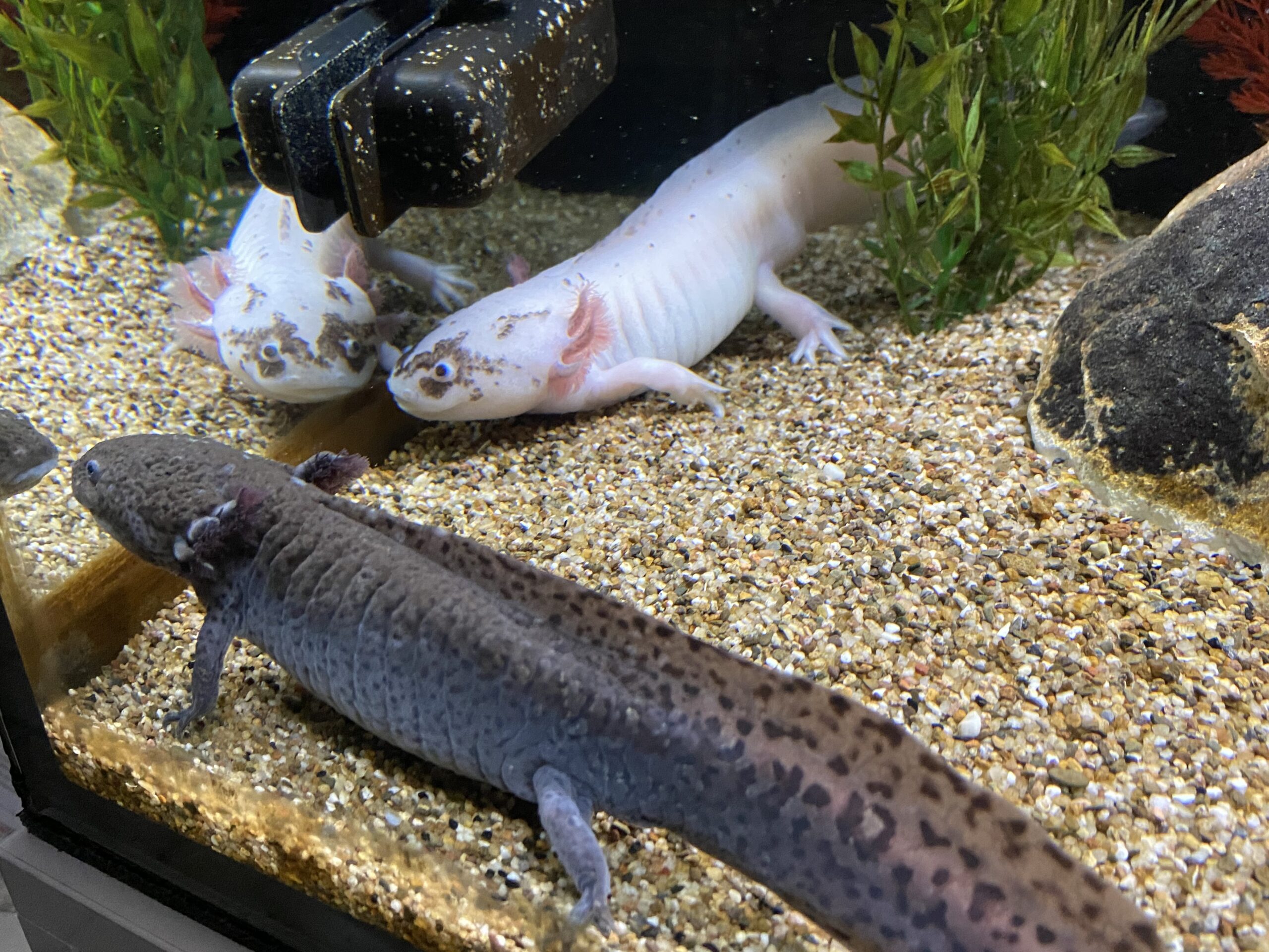 3 erwachsene Axolotl umzugsbedingt abzugeben