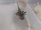 Baby axolotl braun und albino