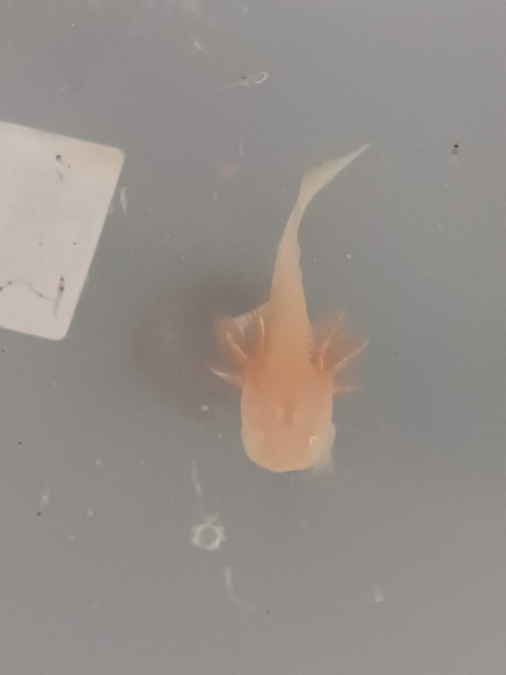 Baby axolotl braun und albino