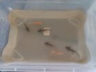Baby axolotl braun und albino