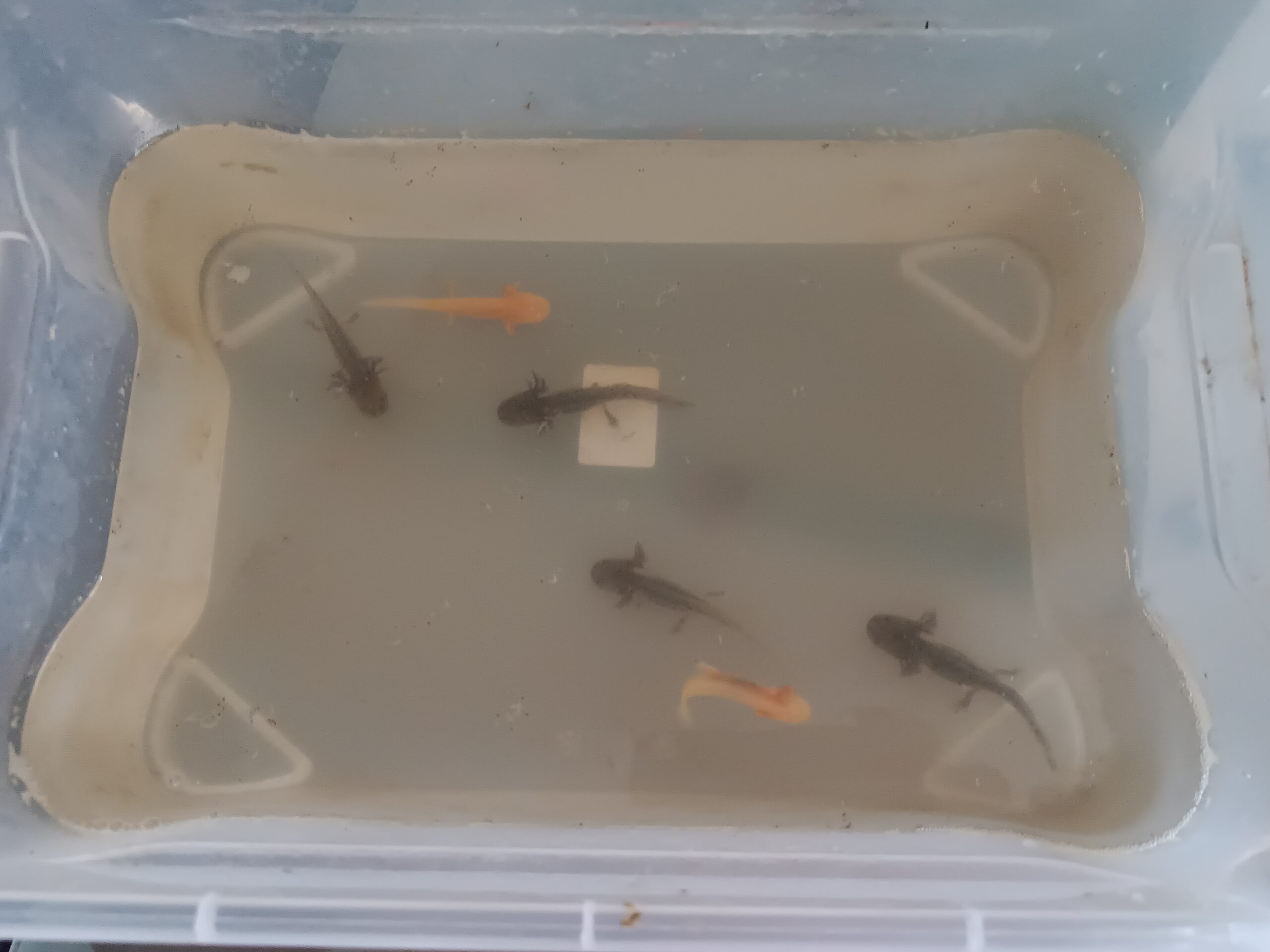 Baby axolotl braun und albino