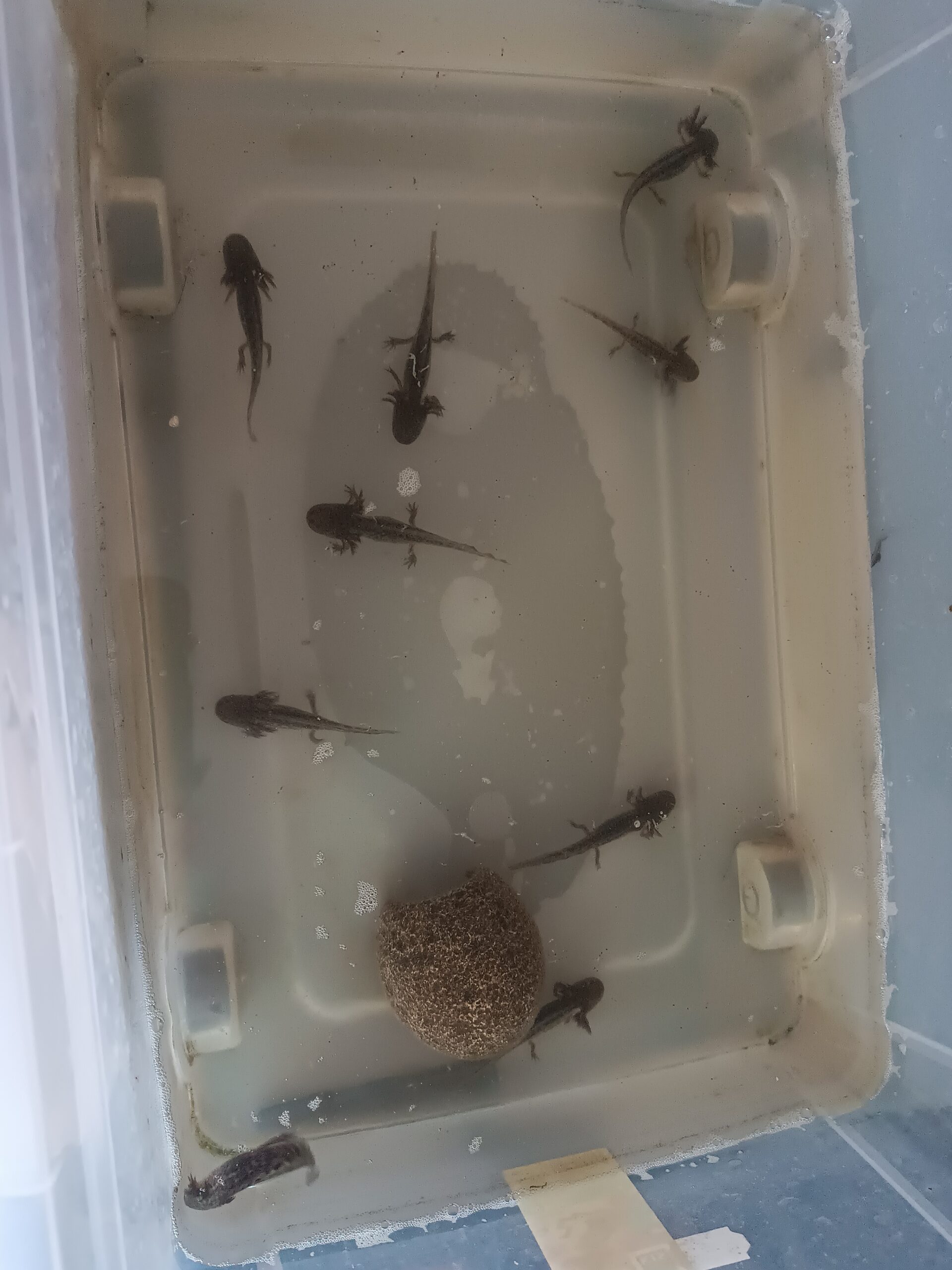 Baby axolotl braun und albino