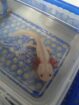 Axolotl Nachwuchs abzugeben