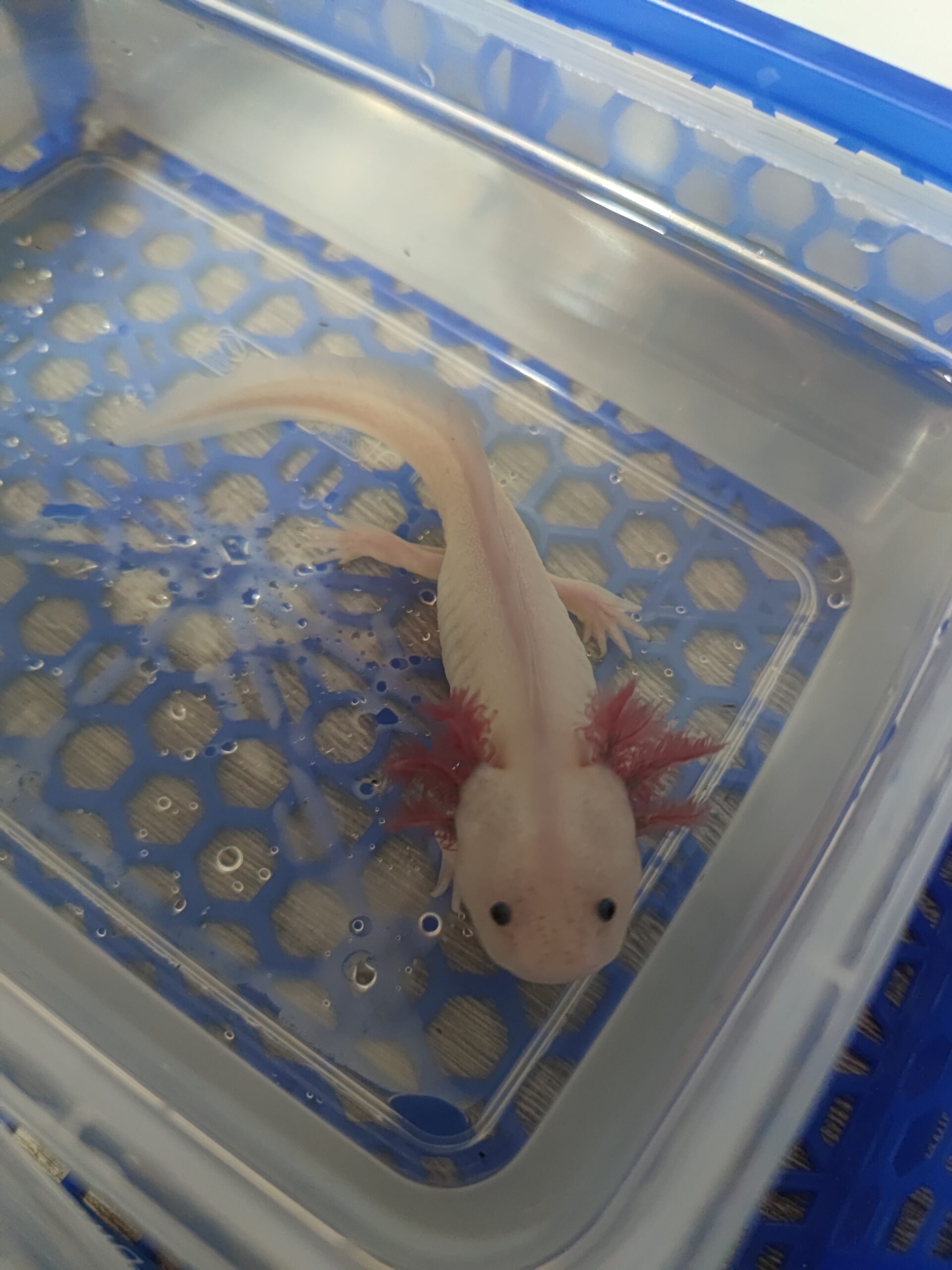 Axolotl Nachwuchs abzugeben