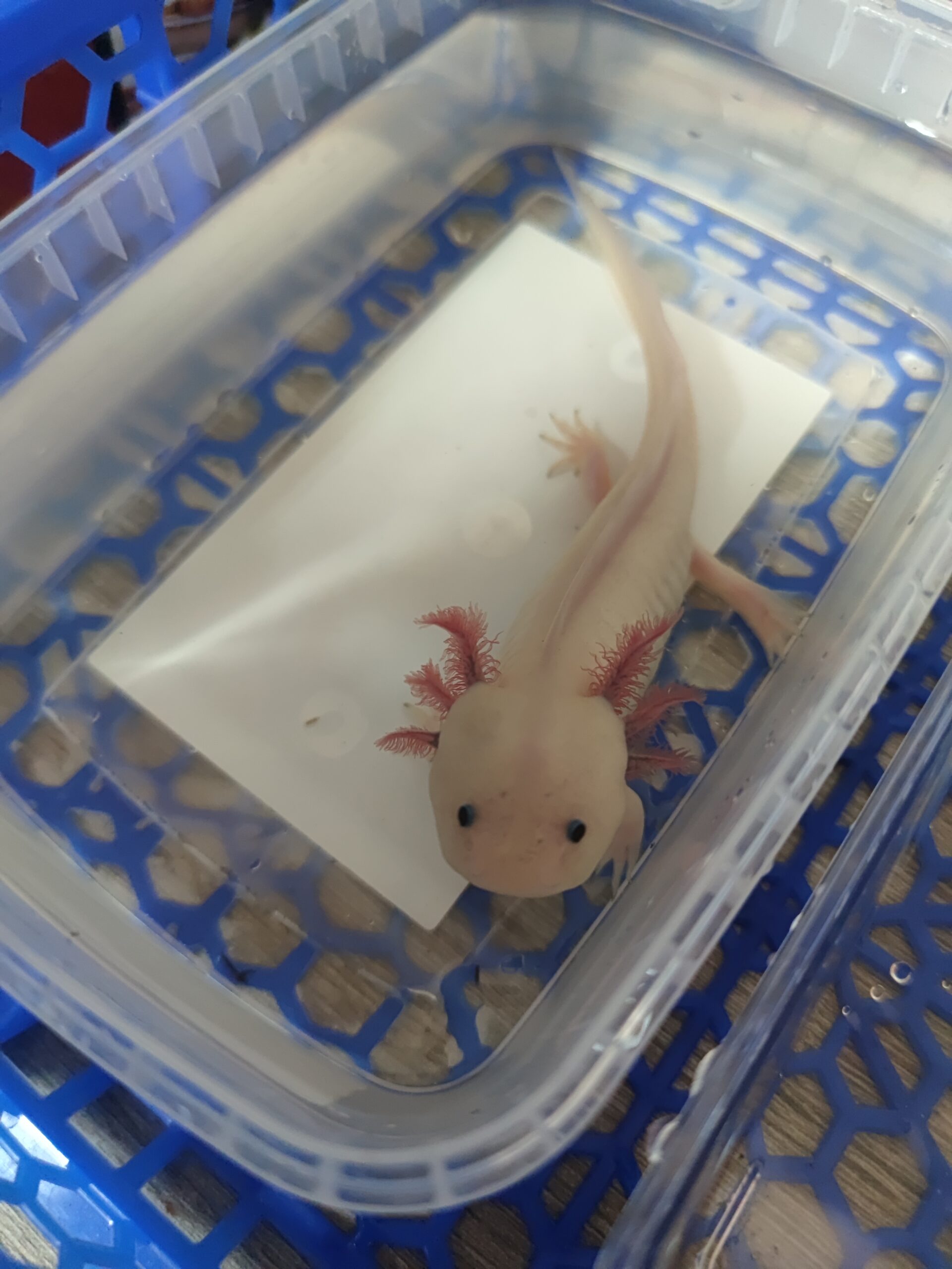 Axolotl Nachwuchs abzugeben