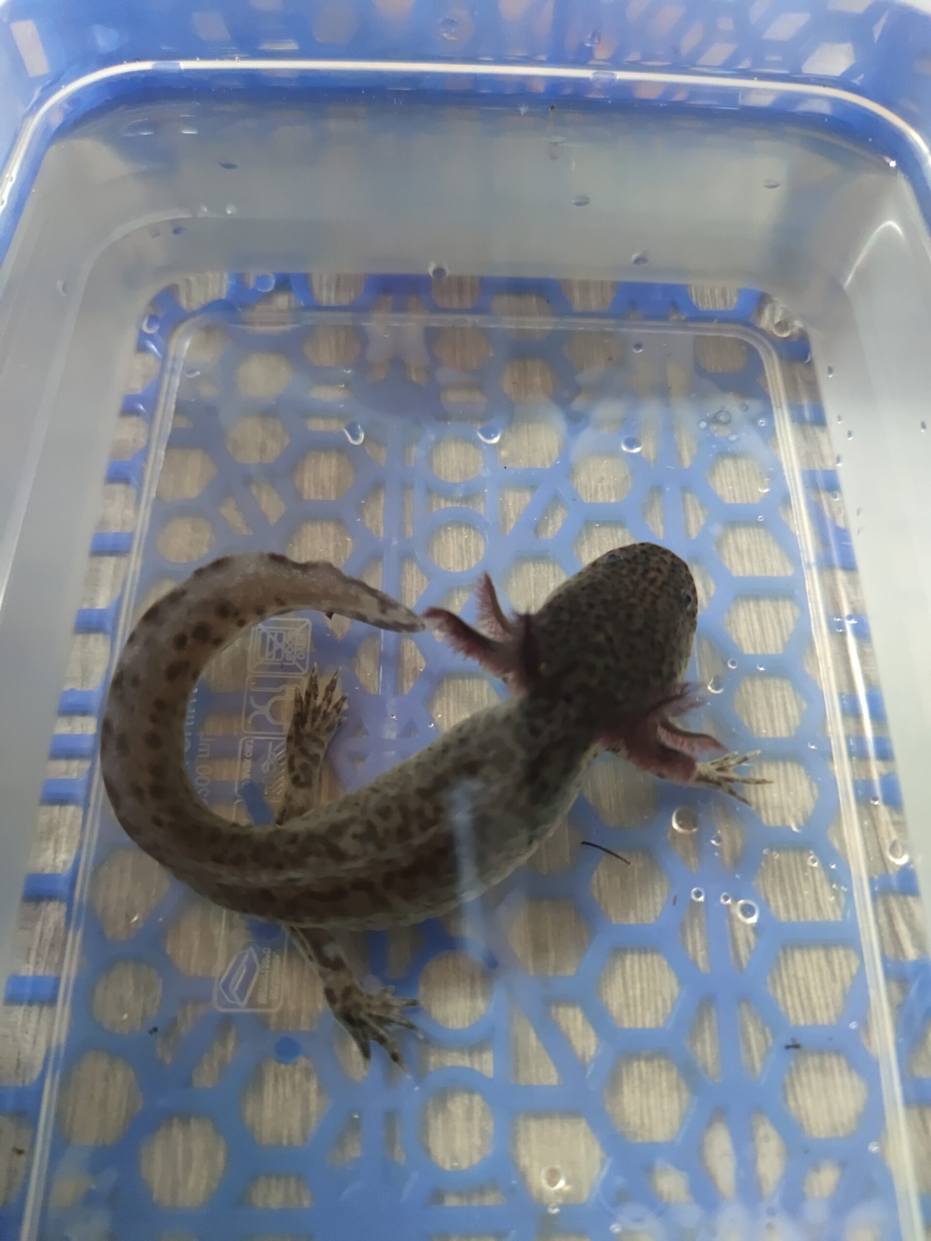 Axolotl Nachwuchs abzugeben