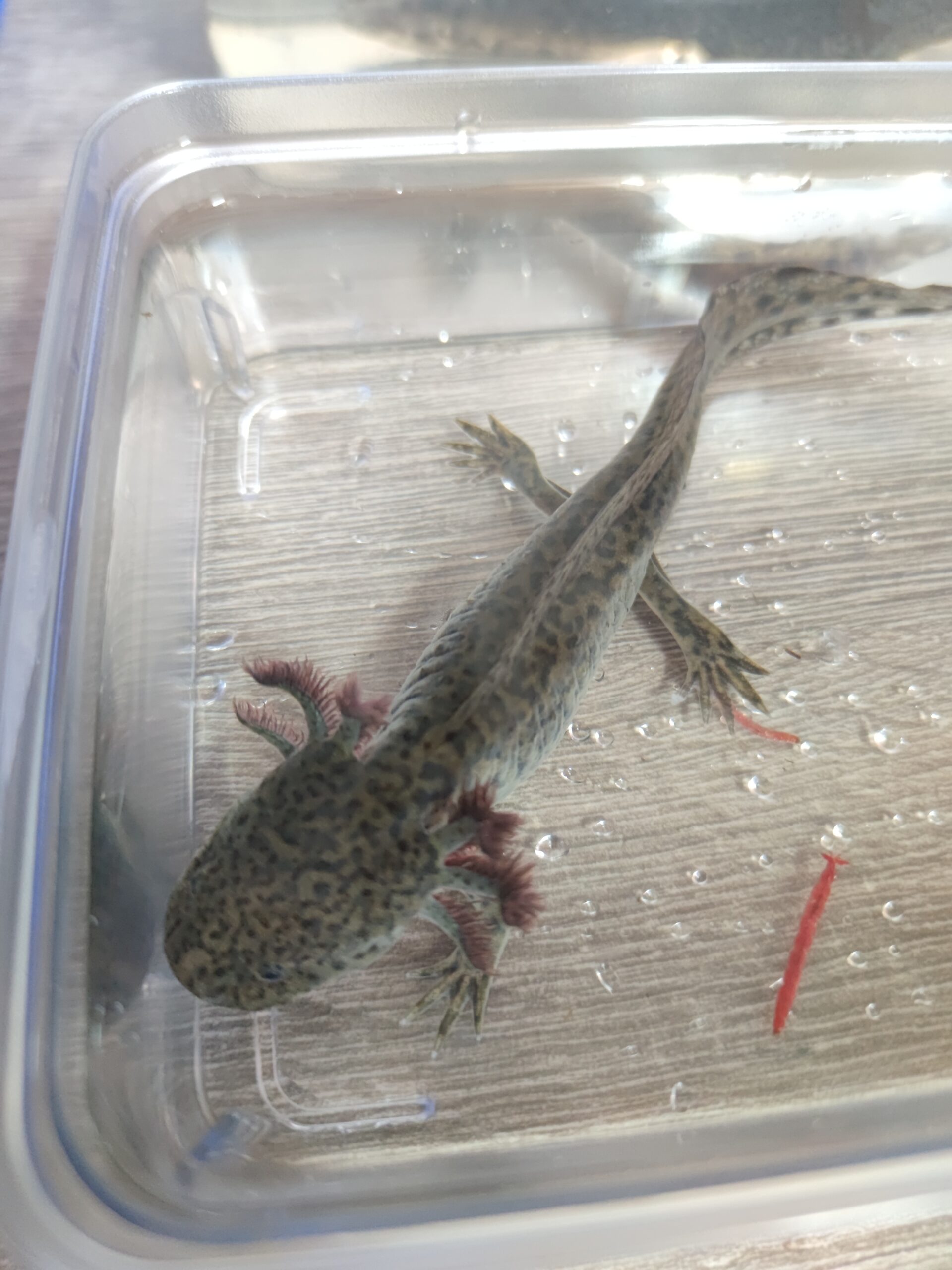Axolotl Nachwuchs abzugeben