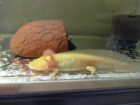 Axolotl Jungtiere, ca. 17-20m