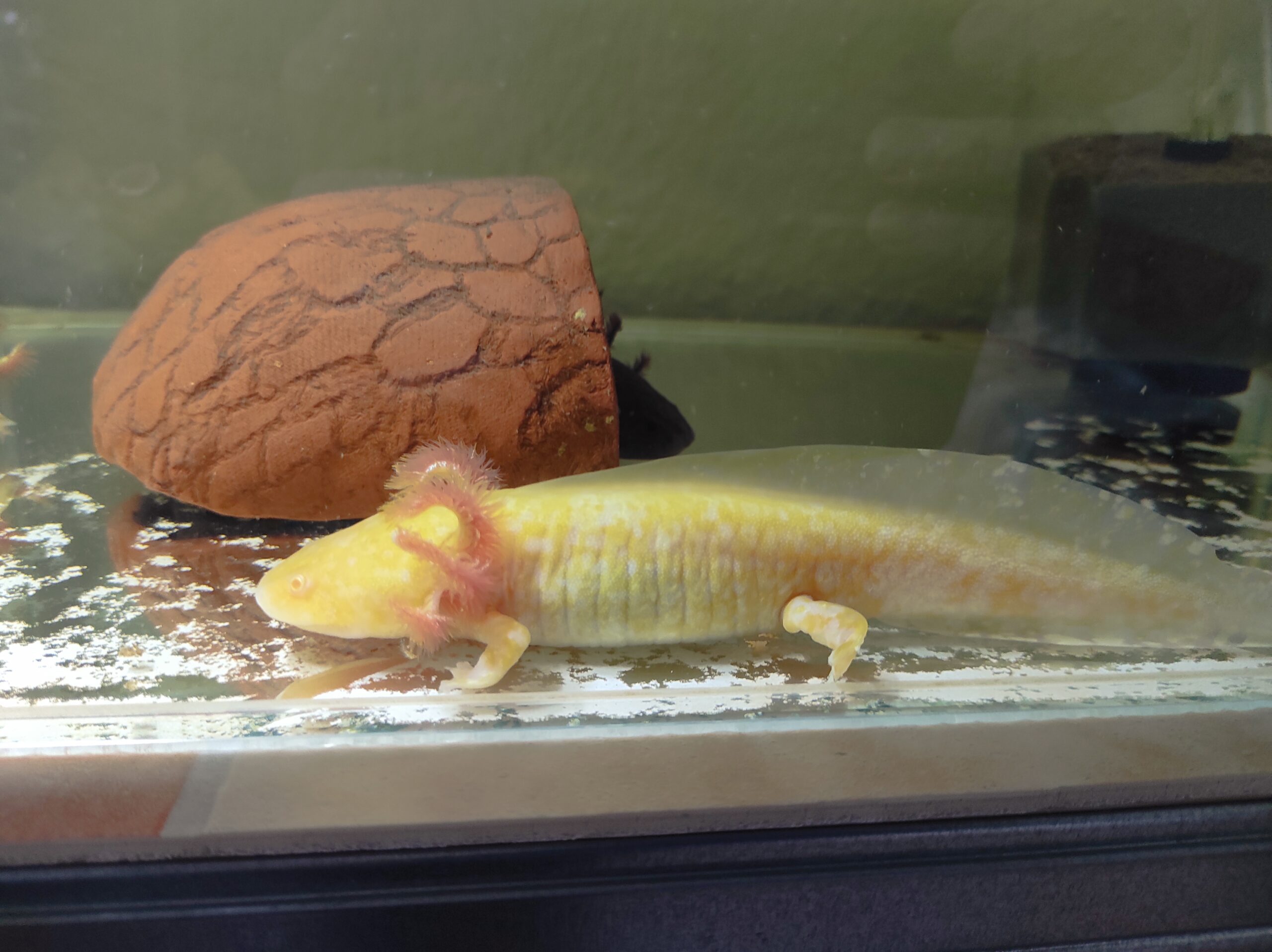 Axolotl Jungtiere, ca. 17-20m