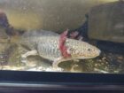 Axolotl Jungtiere, ca. 17-20m