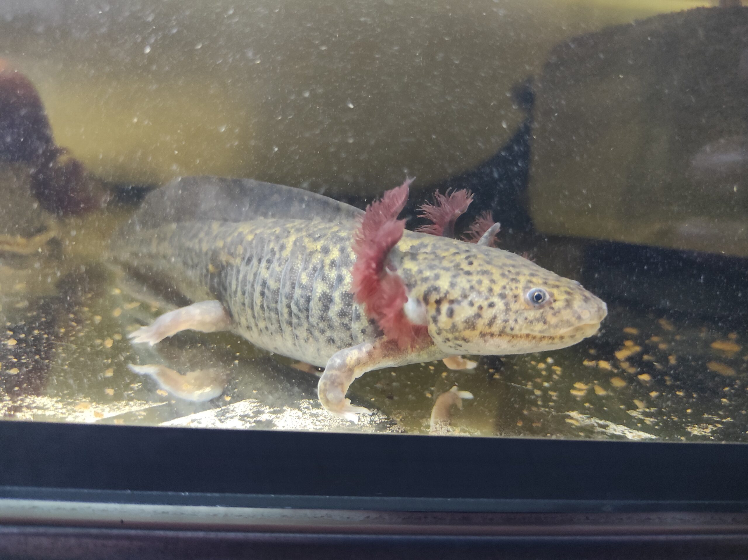 Axolotl Jungtiere, ca. 17-20m