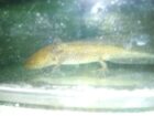 Axolotl zu verkaufen