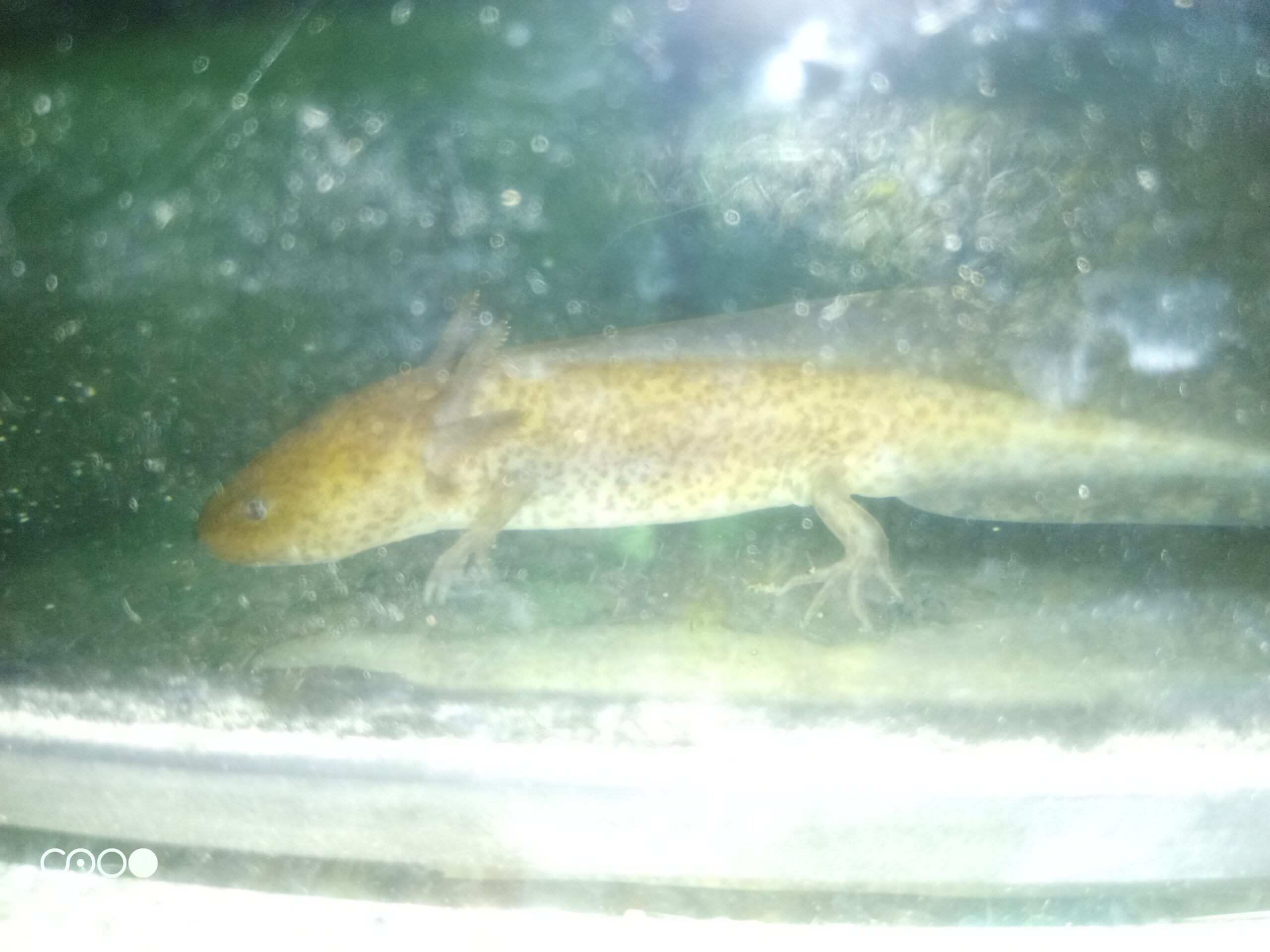 Axolotl zu verkaufen