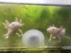 Lottis suchen neues Zuhause