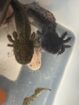 Lottis suchen neues Zuhause