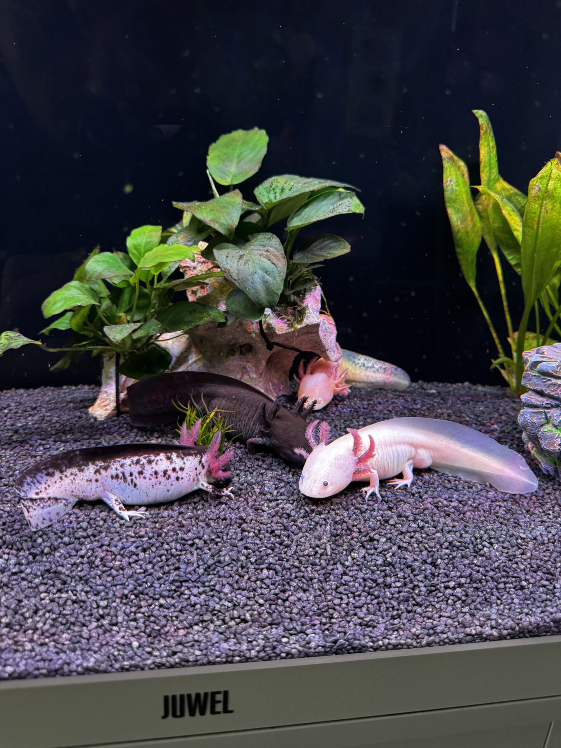 Junge Axolotl zu verkaufen