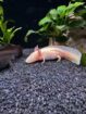Junge Axolotl zu verkaufen