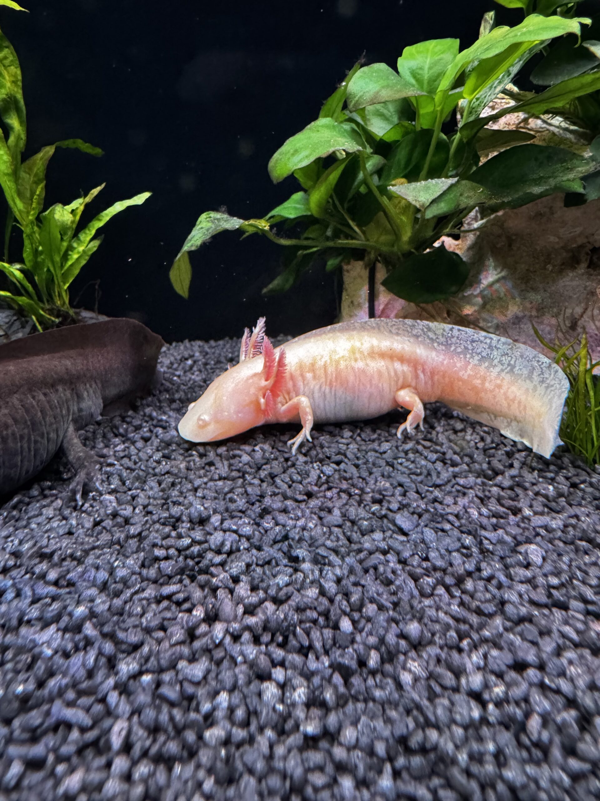Junge Axolotl zu verkaufen