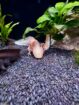 Junge Axolotl zu verkaufen