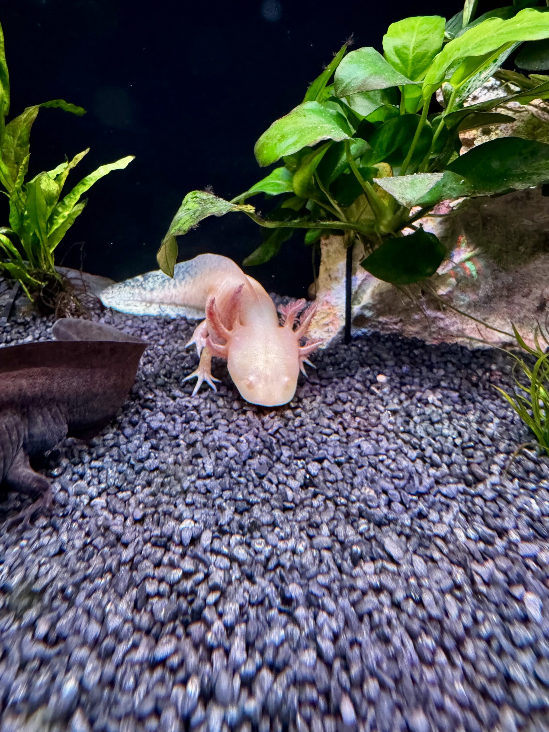 Junge Axolotl zu verkaufen
