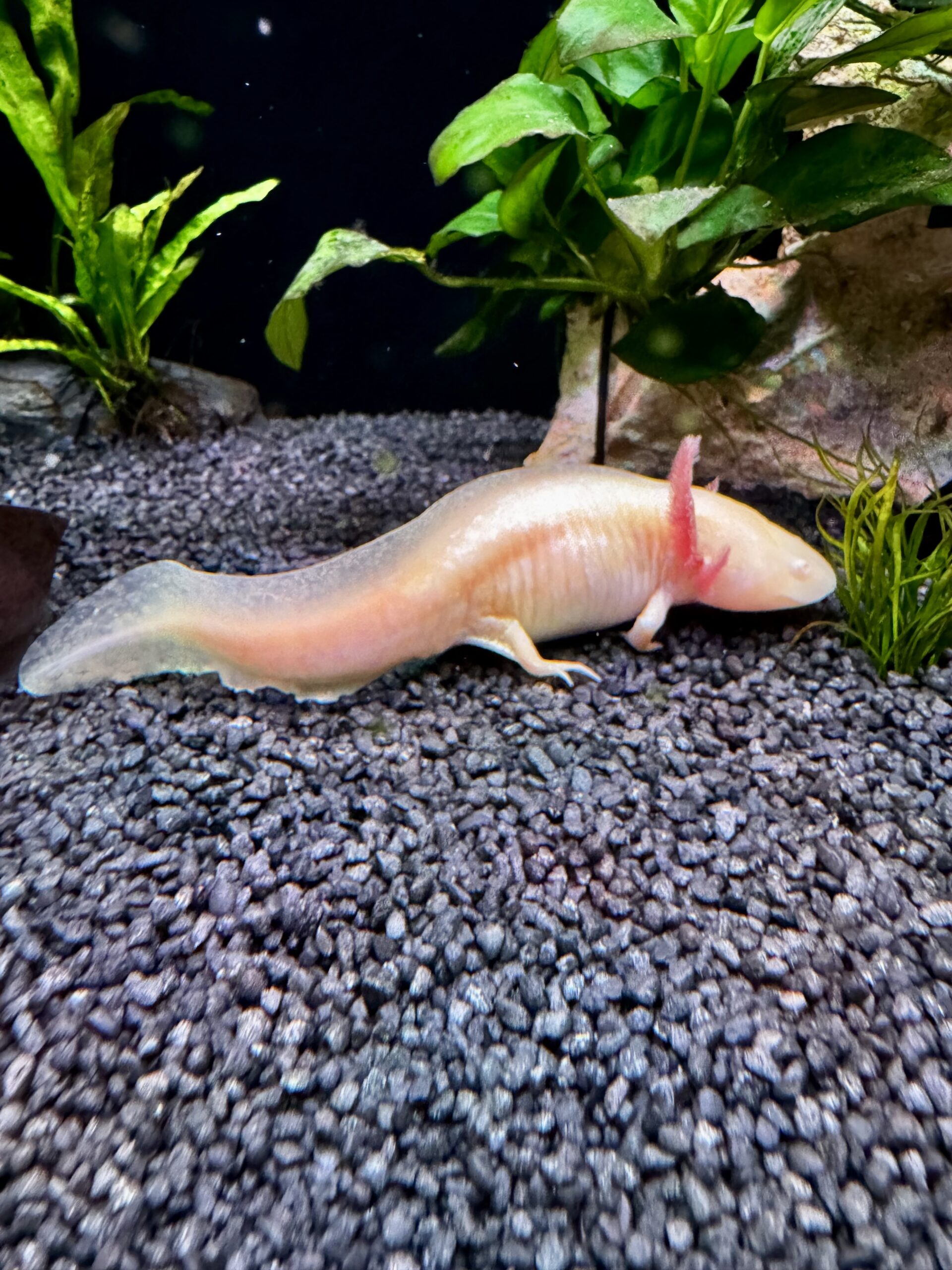Junge Axolotl zu verkaufen