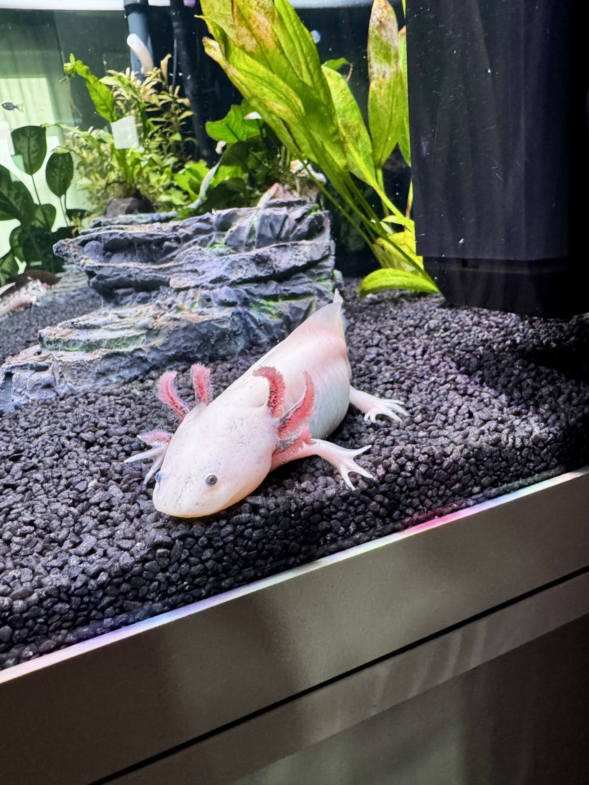 Junge Axolotl zu verkaufen