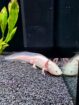 Junge Axolotl zu verkaufen