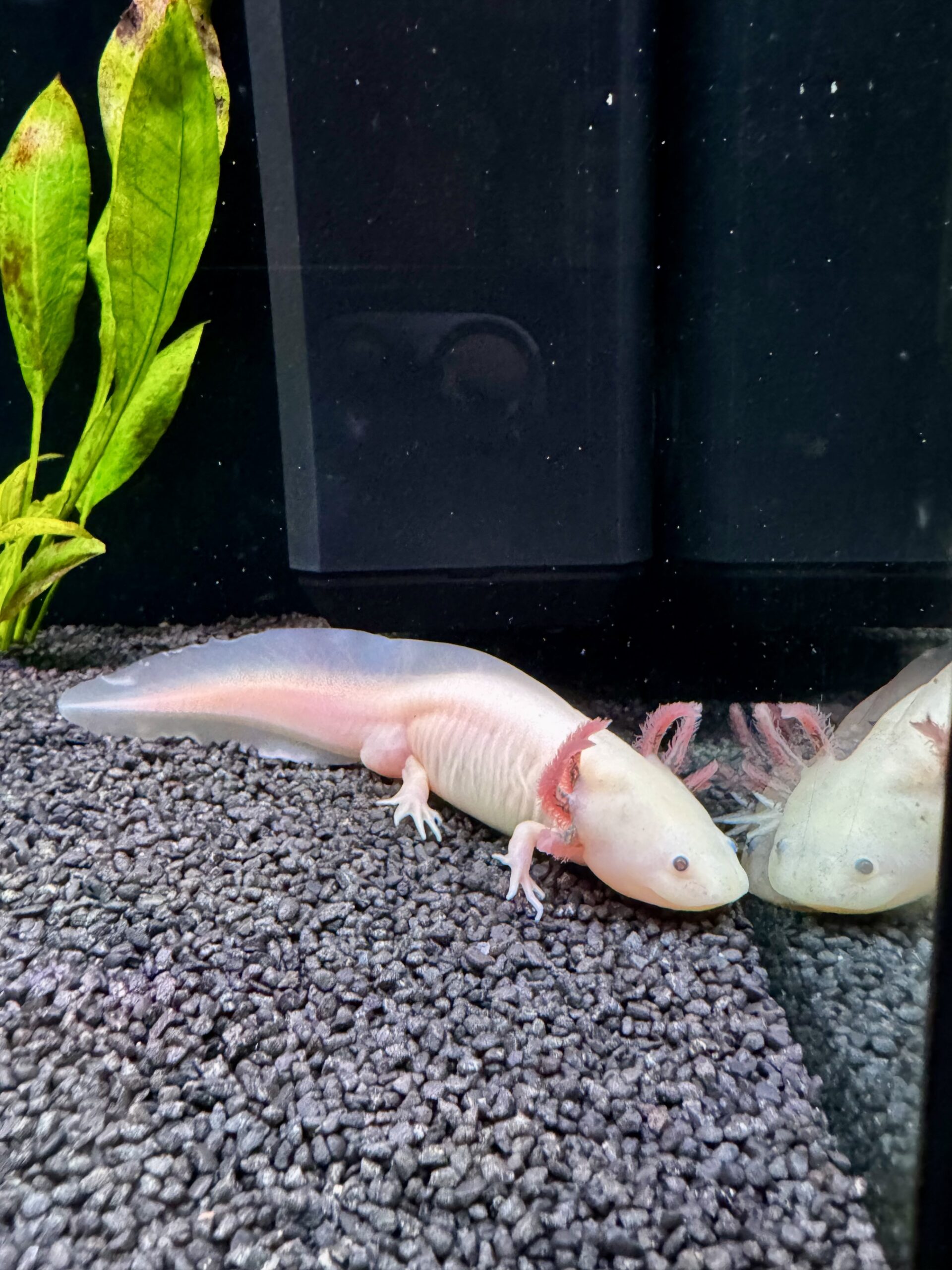 Junge Axolotl zu verkaufen