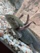 2 Axolotl + Aquarium + komplettes Haltungszubehör suchen neues Zuhause