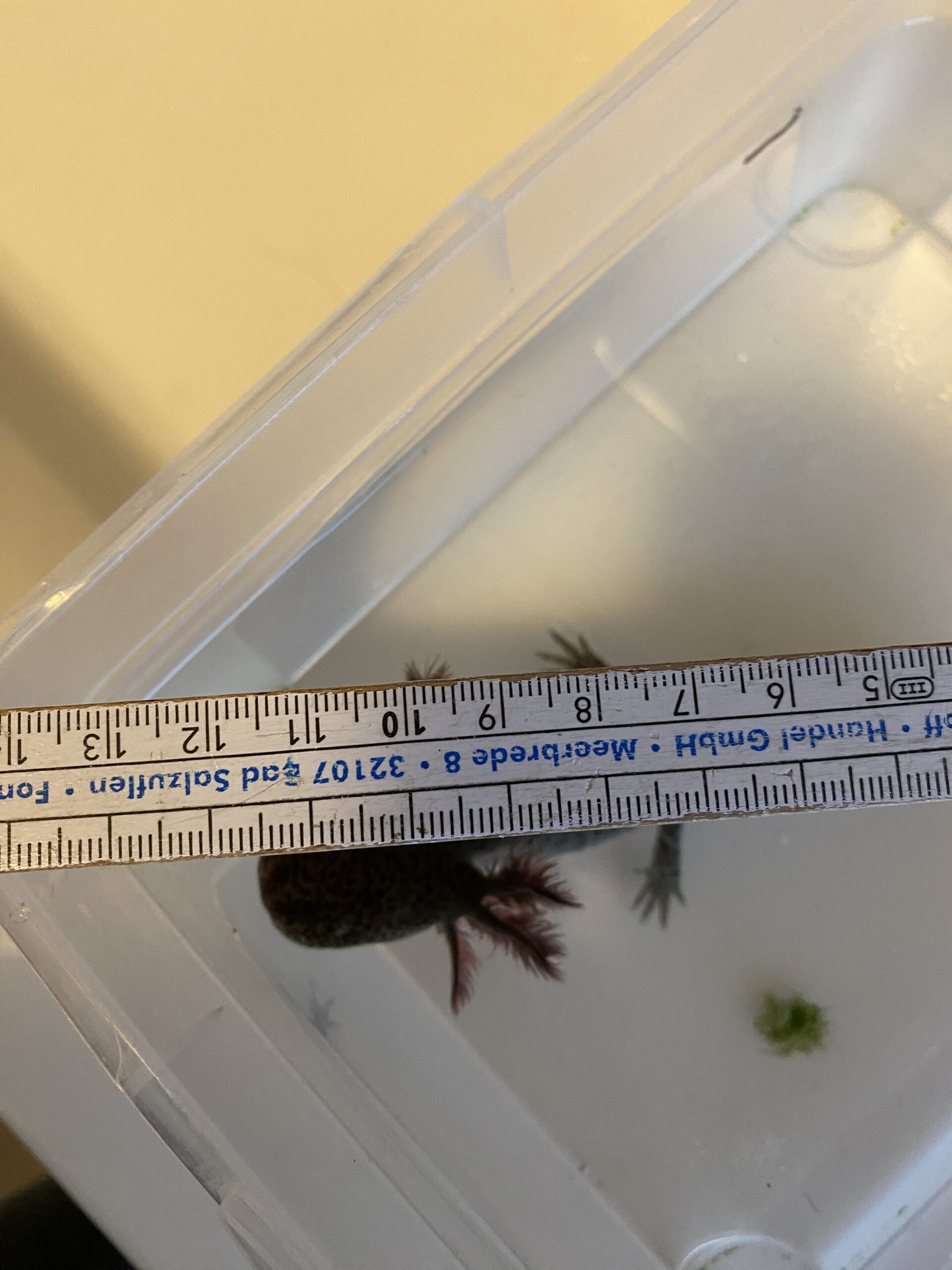 Liebevoll aufgezogene Wildlinge Nachzuchten abzugeben