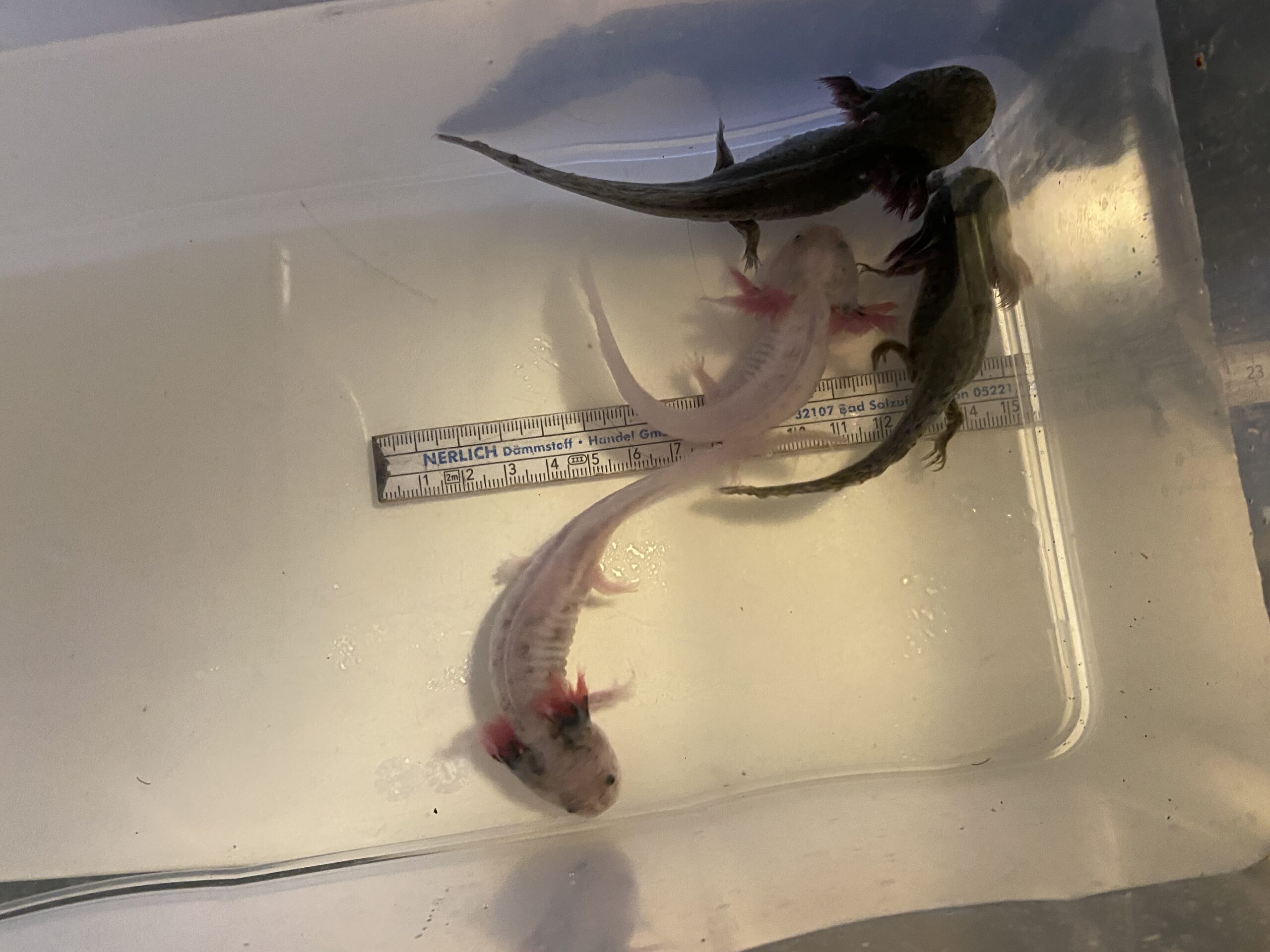 Liebevoll aufgezogene Harlekin-Nachzuchten abzugeben