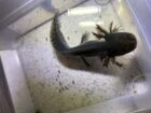 Liebevoll aufgezogene Wildlinge Nachzuchten abzugeben