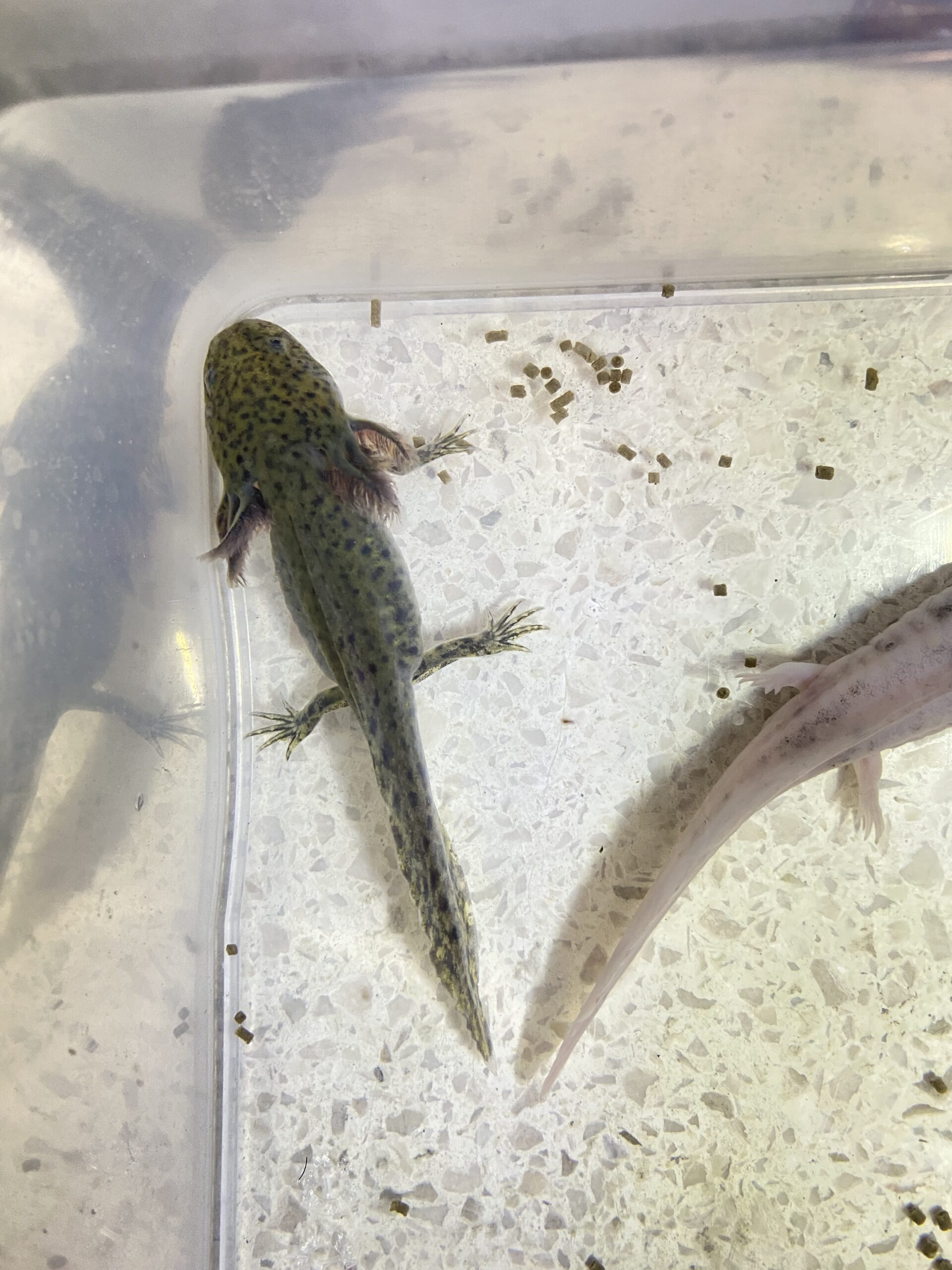 Liebevoll aufgezogene Wildlinge Nachzuchten abzugeben