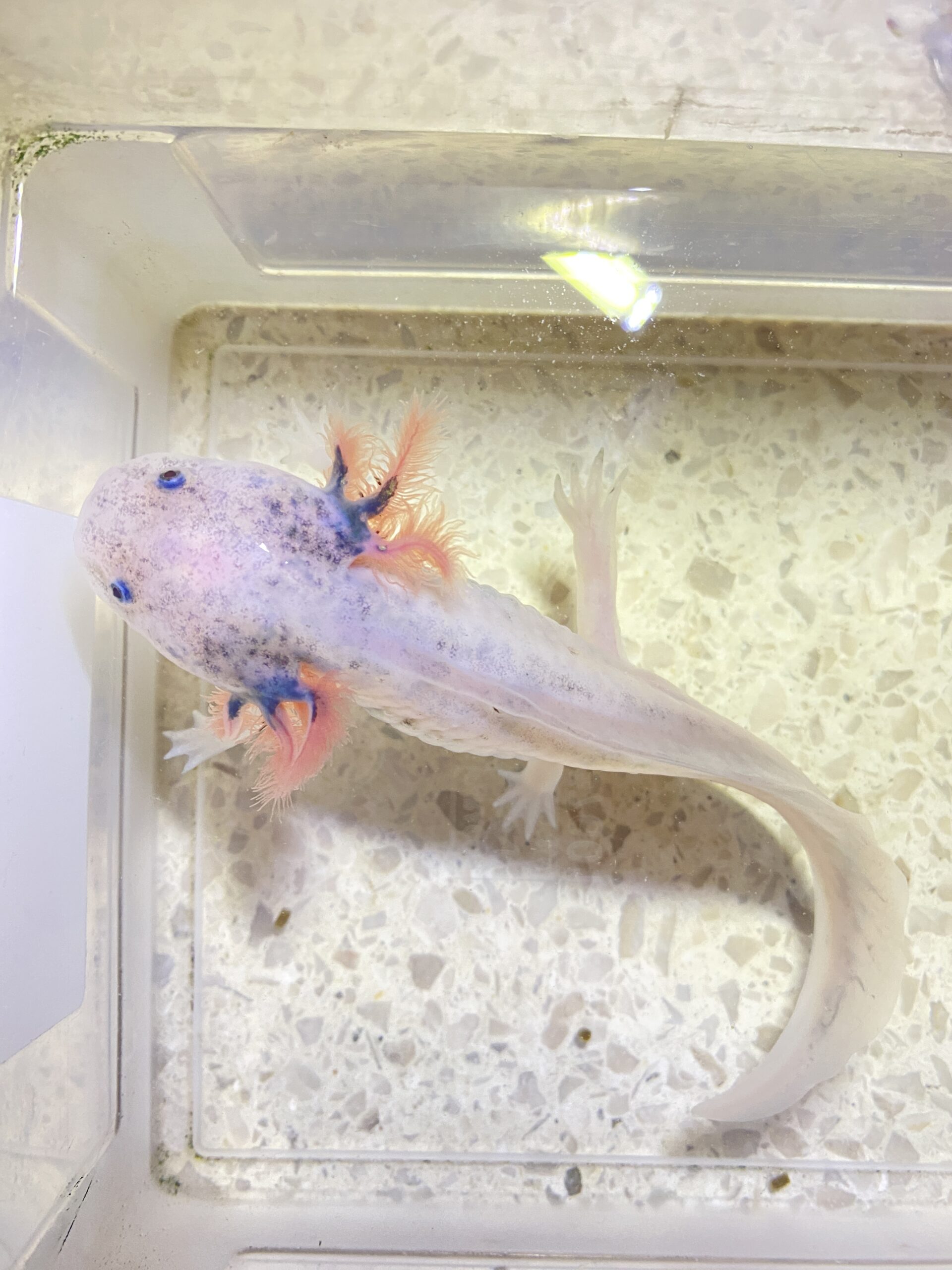 Liebevoll aufgezogene Harlekin-Nachzuchten abzugeben