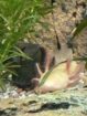 2 Axolotl + Aquarium + komplettes Haltungszubehör suchen neues Zuhause