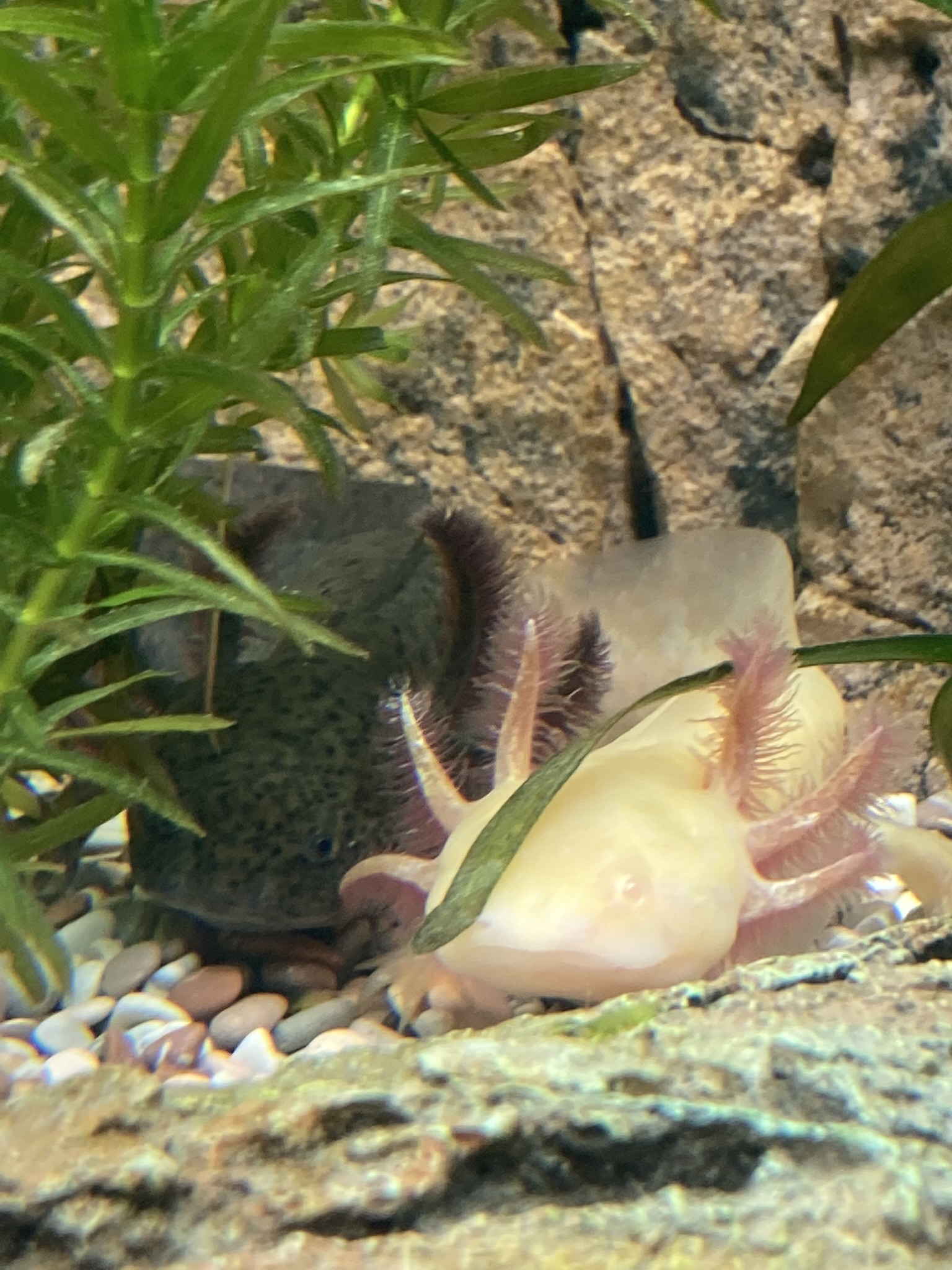 2 Axolotl + Aquarium + komplettes Haltungszubehör suchen neues Zuhause
