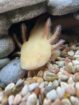 2 Axolotl + Aquarium + komplettes Haltungszubehör suchen neues Zuhause